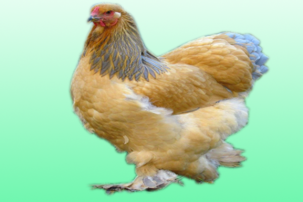 Brahma Chickens