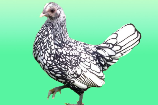 Sebright Chickens