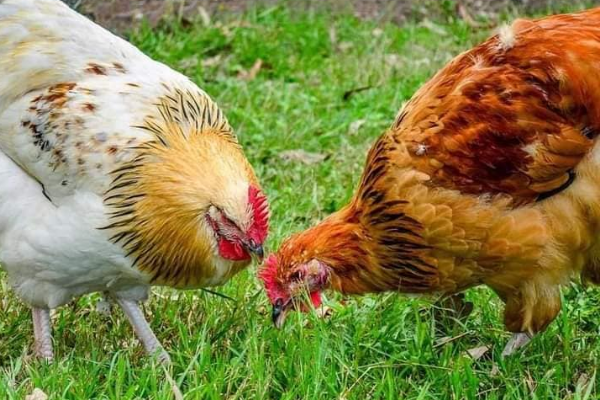 Kanatlılarda Kanibalizm (Yamyamlık) Davranışı