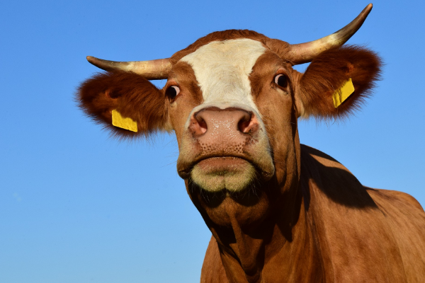 Sığırların Nodüler Egzantemi (Lumpy Skin Disease)