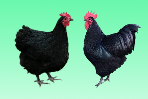 Australorp Tavuğu